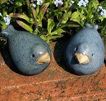 mini lijsterje blauw